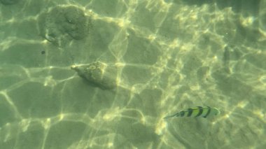 Balık. Balıklar. Mercan kayalıkları. Su altındaki mercan resiflerinde renkli yaşam. Renkli Tropikal Balıklar ve Deniz Hayatı. Sazlıktaki mercan kayalıklarında bir sürü balık var..