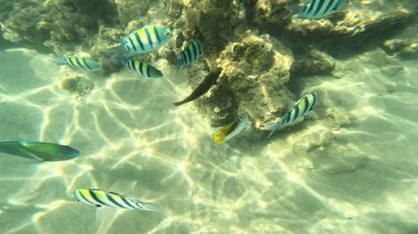 Balık. Balıklar. Mercan kayalıkları. Su altındaki mercan resiflerinde renkli yaşam. Renkli Tropikal Balıklar ve Deniz Hayatı. Sazlıktaki mercan kayalıklarında bir sürü balık var..