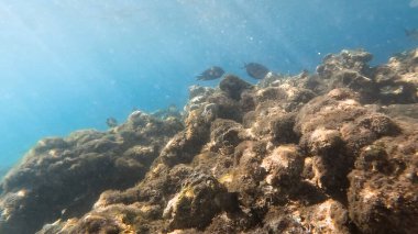 Balık. Balıklar. Mercan kayalıkları. Su altındaki mercan resiflerinde renkli yaşam. Renkli Tropikal Balıklar ve Deniz Hayatı. Sazlıktaki mercan kayalıklarında bir sürü balık var..