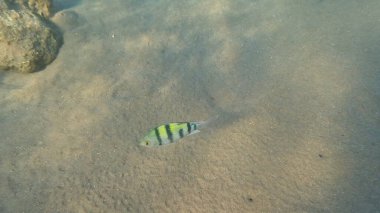 Balık. Balıklar. Mercan kayalıkları. Su altındaki mercan resiflerinde renkli yaşam. Renkli Tropikal Balıklar ve Deniz Hayatı. Sazlıktaki mercan kayalıklarında bir sürü balık var..