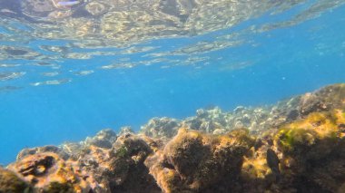 Balık. Balıklar. Mercan kayalıkları. Su altındaki mercan resiflerinde renkli yaşam. Renkli Tropikal Balıklar ve Deniz Hayatı. Sazlıktaki mercan kayalıklarında bir sürü balık var..