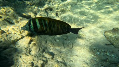 Mercan Resifi 'ndeki Renkli Resif Balığı. Sualtı Tropik Balık Okulu, Deniz Balığı Ekosistemi, Mercan Resifi Balık Habitatı, Okyanus Yaşamı ve Biyolojik Çeşitlilik.