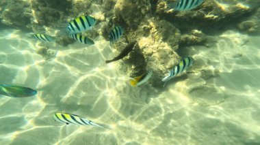 Mercan Resifi 'ndeki Renkli Resif Balığı. Sualtı Tropik Balık Okulu, Deniz Balığı Ekosistemi, Mercan Resifi Balık Habitatı, Okyanus Yaşamı ve Biyolojik Çeşitlilik.