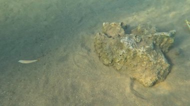 Mercan Resifi 'ndeki Renkli Resif Balığı. Sualtı Tropik Balık Okulu, Deniz Balığı Ekosistemi, Mercan Resifi Balık Habitatı, Okyanus Yaşamı ve Biyolojik Çeşitlilik.