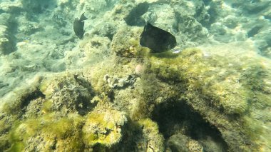 Mercan Resifi 'ndeki Renkli Resif Balığı. Sualtı Tropik Balık Okulu, Deniz Balığı Ekosistemi, Mercan Resifi Balık Habitatı, Okyanus Yaşamı ve Biyolojik Çeşitlilik.