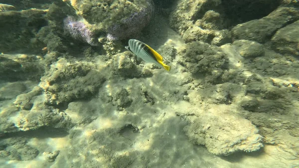 Mercan Resifi 'ndeki Renkli Resif Balığı. Sualtı Tropik Balık Okulu, Deniz Balığı Ekosistemi, Mercan Resifi Balık Habitatı, Okyanus Yaşamı ve Biyolojik Çeşitlilik.
