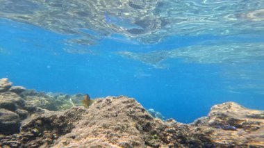 Balık. Balıklar. Mercan kayalıkları. Su altındaki mercan resiflerinde renkli yaşam. Renkli Tropikal Balıklar ve Deniz Hayatı. Sazlıktaki mercan kayalıklarında bir sürü balık var..