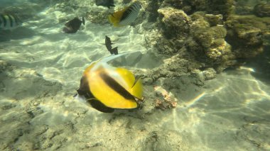 Balık. Balıklar. Mercan kayalıkları. Su altındaki mercan resiflerinde renkli yaşam. Renkli Tropikal Balıklar ve Deniz Hayatı. Sazlıktaki mercan kayalıklarında bir sürü balık var..