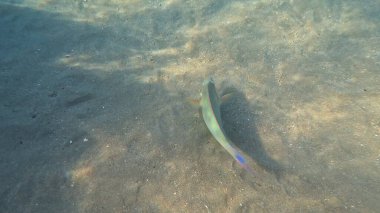 Balık. Balıklar. Mercan kayalıkları. Su altındaki mercan resiflerinde renkli yaşam. Renkli Tropikal Balıklar ve Deniz Hayatı. Sazlıktaki mercan kayalıklarında bir sürü balık var..