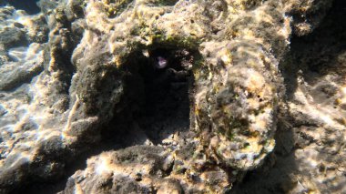 Balık. Balıklar. Mercan kayalıkları. Su altındaki mercan resiflerinde renkli yaşam. Renkli Tropikal Balıklar ve Deniz Hayatı. Sazlıktaki mercan kayalıklarında bir sürü balık var..