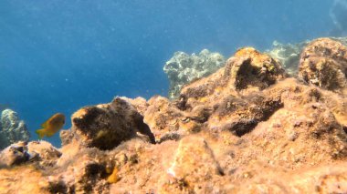 Balık. Balıklar. Mercan kayalıkları. Su altındaki mercan resiflerinde renkli yaşam. Renkli Tropikal Balıklar ve Deniz Hayatı. Sazlıktaki mercan kayalıklarında bir sürü balık var..