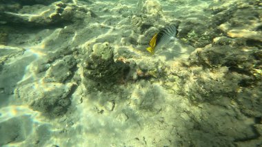 Balık. Balıklar. Mercan kayalıkları. Su altındaki mercan resiflerinde renkli yaşam. Renkli Tropikal Balıklar ve Deniz Hayatı. Sazlıktaki mercan kayalıklarında bir sürü balık var..