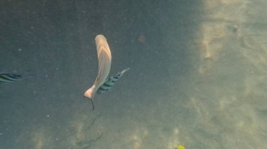 Balık. Balıklar. Mercan kayalıkları. Su altındaki mercan resiflerinde renkli yaşam. Renkli Tropikal Balıklar ve Deniz Hayatı. Sazlıktaki mercan kayalıklarında bir sürü balık var..