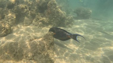 Balık. Balıklar. Mercan kayalıkları. Su altındaki mercan resiflerinde renkli yaşam. Renkli Tropikal Balıklar ve Deniz Hayatı. Sazlıktaki mercan kayalıklarında bir sürü balık var..