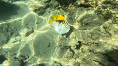 Balık. Balıklar. Mercan kayalıkları. Su altındaki mercan resiflerinde renkli yaşam. Renkli Tropikal Balıklar ve Deniz Hayatı. Sazlıktaki mercan kayalıklarında bir sürü balık var..