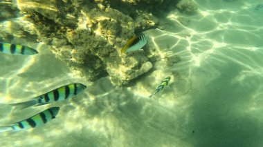 Balık. Balıklar. Mercan kayalıkları. Su altındaki mercan resiflerinde renkli yaşam. Renkli Tropikal Balıklar ve Deniz Hayatı. Sazlıktaki mercan kayalıklarında bir sürü balık var..