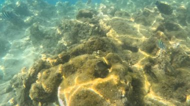 Balık. Balıklar. Mercan kayalıkları. Su altındaki mercan resiflerinde renkli yaşam. Renkli Tropikal Balıklar ve Deniz Hayatı. Sazlıktaki mercan kayalıklarında bir sürü balık var..