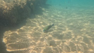 Balık. Balıklar. Mercan kayalıkları. Su altındaki mercan resiflerinde renkli yaşam. Renkli Tropikal Balıklar ve Deniz Hayatı. Sazlıktaki mercan kayalıklarında bir sürü balık var..