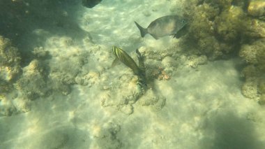 Balık. Balıklar. Mercan kayalıkları. Su altındaki mercan resiflerinde renkli yaşam. Renkli Tropikal Balıklar ve Deniz Hayatı. Sazlıktaki mercan kayalıklarında bir sürü balık var..