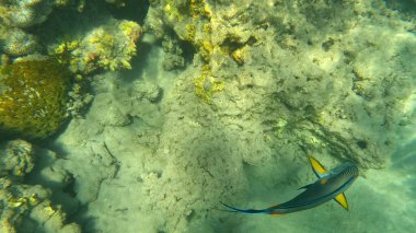 Balık. Balıklar. Mercan kayalıkları. Su altındaki mercan resiflerinde renkli yaşam. Renkli Tropikal Balıklar ve Deniz Hayatı. Sazlıktaki mercan kayalıklarında bir sürü balık var..