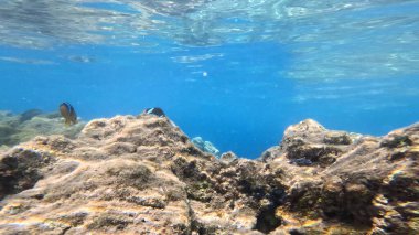 Balık. Balıklar. Mercan kayalıkları. Su altındaki mercan resiflerinde renkli yaşam. Renkli Tropikal Balıklar ve Deniz Hayatı. Sazlıktaki mercan kayalıklarında bir sürü balık var..