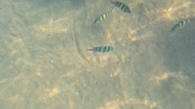 Balık. Balıklar. Mercan kayalıkları. Su altındaki mercan resiflerinde renkli yaşam. Renkli Tropikal Balıklar ve Deniz Hayatı. Sazlıktaki mercan kayalıklarında bir sürü balık var..