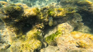Balık. Balıklar. Mercan kayalıkları. Su altındaki mercan resiflerinde renkli yaşam. Renkli Tropikal Balıklar ve Deniz Hayatı. Sazlıktaki mercan kayalıklarında bir sürü balık var..