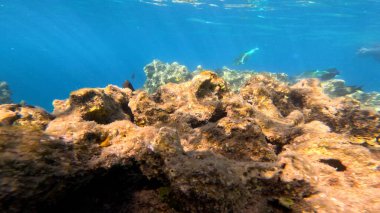 Balık. Balıklar. Mercan kayalıkları. Su altındaki mercan resiflerinde renkli yaşam. Renkli Tropikal Balıklar ve Deniz Hayatı. Sazlıktaki mercan kayalıklarında bir sürü balık var..