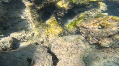 Balık. Balıklar. Mercan kayalıkları. Su altındaki mercan resiflerinde renkli yaşam. Renkli Tropikal Balıklar ve Deniz Hayatı. Sazlıktaki mercan kayalıklarında bir sürü balık var..