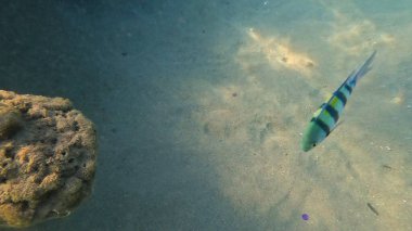 Balık. Balıklar. Mercan kayalıkları. Su altındaki mercan resiflerinde renkli yaşam. Renkli Tropikal Balıklar ve Deniz Hayatı. Sazlıktaki mercan kayalıklarında bir sürü balık var..