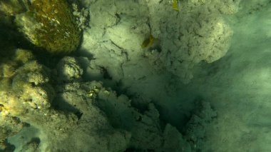 Balık. Balıklar. Mercan kayalıkları. Su altındaki mercan resiflerinde renkli yaşam. Renkli Tropikal Balıklar ve Deniz Hayatı. Sazlıktaki mercan kayalıklarında bir sürü balık var..