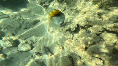 Balık. Balıklar. Mercan kayalıkları. Su altındaki mercan resiflerinde renkli yaşam. Renkli Tropikal Balıklar ve Deniz Hayatı. Sazlıktaki mercan kayalıklarında bir sürü balık var..
