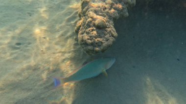 Balık. Balıklar. Mercan kayalıkları. Su altındaki mercan resiflerinde renkli yaşam. Renkli Tropikal Balıklar ve Deniz Hayatı. Sazlıktaki mercan kayalıklarında bir sürü balık var..