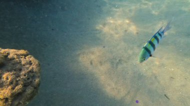 Balık. Balıklar. Mercan kayalıkları. Su altındaki mercan resiflerinde renkli yaşam. Renkli Tropikal Balıklar ve Deniz Hayatı. Sazlıktaki mercan kayalıklarında bir sürü balık var..