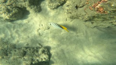 Balık. Balıklar. Mercan kayalıkları. Su altındaki mercan resiflerinde renkli yaşam. Renkli Tropikal Balıklar ve Deniz Hayatı. Sazlıktaki mercan kayalıklarında bir sürü balık var..
