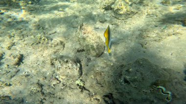 Balık. Balıklar. Mercan kayalıkları. Su altındaki mercan resiflerinde renkli yaşam. Renkli Tropikal Balıklar ve Deniz Hayatı. Sazlıktaki mercan kayalıklarında bir sürü balık var..