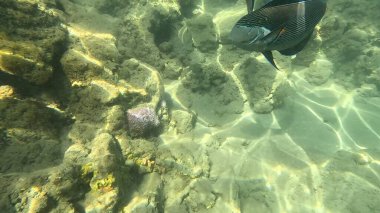 Balık. Balıklar. Mercan kayalıkları. Su altındaki mercan resiflerinde renkli yaşam. Renkli Tropikal Balıklar ve Deniz Hayatı. Sazlıktaki mercan kayalıklarında bir sürü balık var..