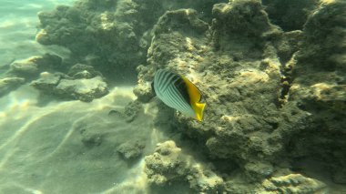 Balık. Balıklar. Mercan kayalıkları. Su altındaki mercan resiflerinde renkli yaşam. Renkli Tropikal Balıklar ve Deniz Hayatı. Sazlıktaki mercan kayalıklarında bir sürü balık var..