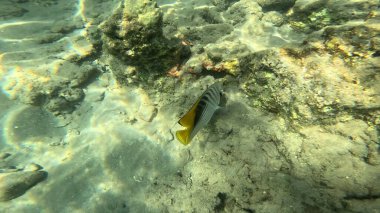 Balık. Balıklar. Mercan kayalıkları. Su altındaki mercan resiflerinde renkli yaşam. Renkli Tropikal Balıklar ve Deniz Hayatı. Sazlıktaki mercan kayalıklarında bir sürü balık var..