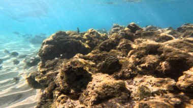 Balık. Balıklar. Mercan kayalıkları. Su altındaki mercan resiflerinde renkli yaşam. Renkli Tropikal Balıklar ve Deniz Hayatı. Sazlıktaki mercan kayalıklarında bir sürü balık var..