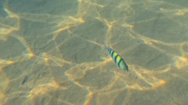 Balık. Balıklar. Mercan kayalıkları. Su altındaki mercan resiflerinde renkli yaşam. Renkli Tropikal Balıklar ve Deniz Hayatı. Sazlıktaki mercan kayalıklarında bir sürü balık var..
