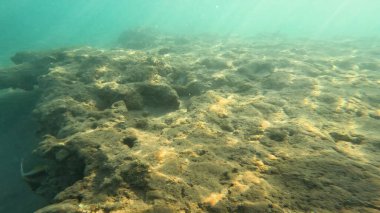 Balık. Balıklar. Mercan kayalıkları. Su altındaki mercan resiflerinde renkli yaşam. Renkli Tropikal Balıklar ve Deniz Hayatı. Sazlıktaki mercan kayalıklarında bir sürü balık var..