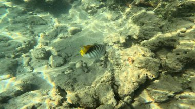 Balık. Balıklar. Mercan kayalıkları. Su altındaki mercan resiflerinde renkli yaşam. Renkli Tropikal Balıklar ve Deniz Hayatı. Sazlıktaki mercan kayalıklarında bir sürü balık var..