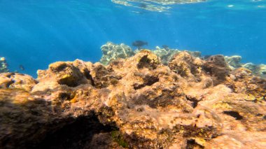 Balık. Balıklar. Mercan kayalıkları. Su altındaki mercan resiflerinde renkli yaşam. Renkli Tropikal Balıklar ve Deniz Hayatı. Sazlıktaki mercan kayalıklarında bir sürü balık var..