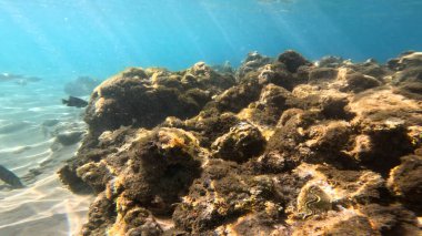 Balık. Balıklar. Mercan kayalıkları. Su altındaki mercan resiflerinde renkli yaşam. Renkli Tropikal Balıklar ve Deniz Hayatı. Sazlıktaki mercan kayalıklarında bir sürü balık var..