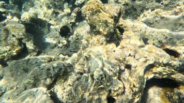 Balık. Balıklar. Mercan kayalıkları. Su altındaki mercan resiflerinde renkli yaşam. Renkli Tropikal Balıklar ve Deniz Hayatı. Sazlıktaki mercan kayalıklarında bir sürü balık var..