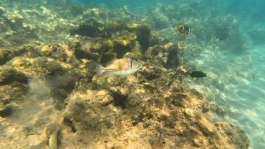 Balık. Balıklar. Mercan kayalıkları. Su altındaki mercan resiflerinde renkli yaşam. Renkli Tropikal Balıklar ve Deniz Hayatı. Sazlıktaki mercan kayalıklarında bir sürü balık var..