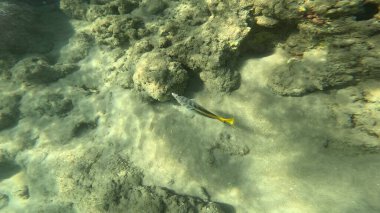Balık. Balıklar. Mercan kayalıkları. Su altındaki mercan resiflerinde renkli yaşam. Renkli Tropikal Balıklar ve Deniz Hayatı. Sazlıktaki mercan kayalıklarında bir sürü balık var..