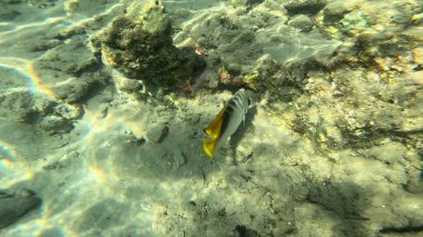 Balık. Balıklar. Mercan kayalıkları. Su altındaki mercan resiflerinde renkli yaşam. Renkli Tropikal Balıklar ve Deniz Hayatı. Sazlıktaki mercan kayalıklarında bir sürü balık var..