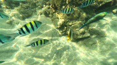 Balık. Balıklar. Mercan kayalıkları. Su altındaki mercan resiflerinde renkli yaşam. Renkli Tropikal Balıklar ve Deniz Hayatı. Sazlıktaki mercan kayalıklarında bir sürü balık var..